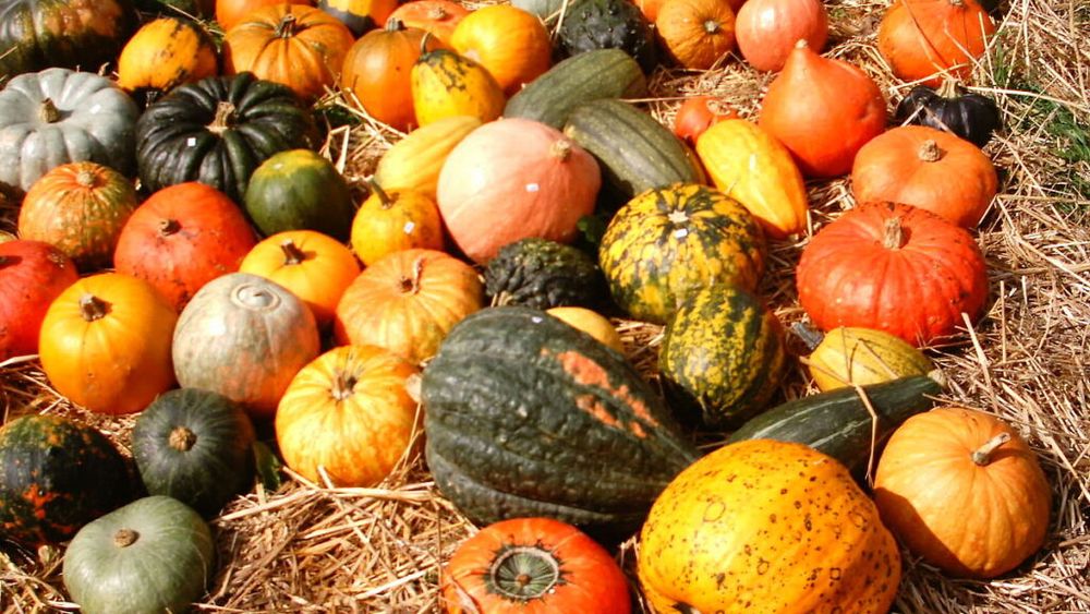 GastroWeekend | De la vinuri sofisticate și cafele de specialitate la streetfood și sarmale-vedetă. Ce pot face iubitorii de gust bun în București și în țară, în primul weekend din octombrie