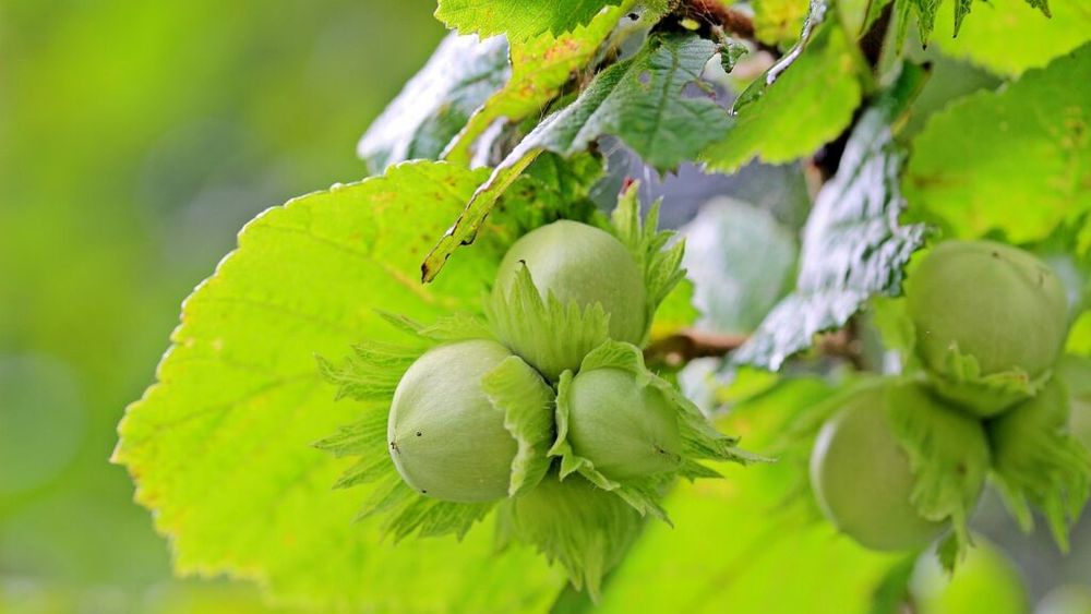 Finanțări europene de 4,6 milioane de euro pentru modernizarea şi digitalizarea uneia dintre cele mai mari plantaţii de aluni, obținute de un fermier din Transilvania