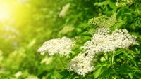 A renunțat la culturile clasice și a mizat pe soc / Astăzi, un german produce sute de mii de sticle de limonadă bio și spune că cererea este mai mare decât oferta