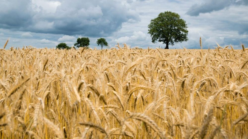 Exporturile de cereale ale UE sunt în scădere puternică, dar România este cel mai mare exportator