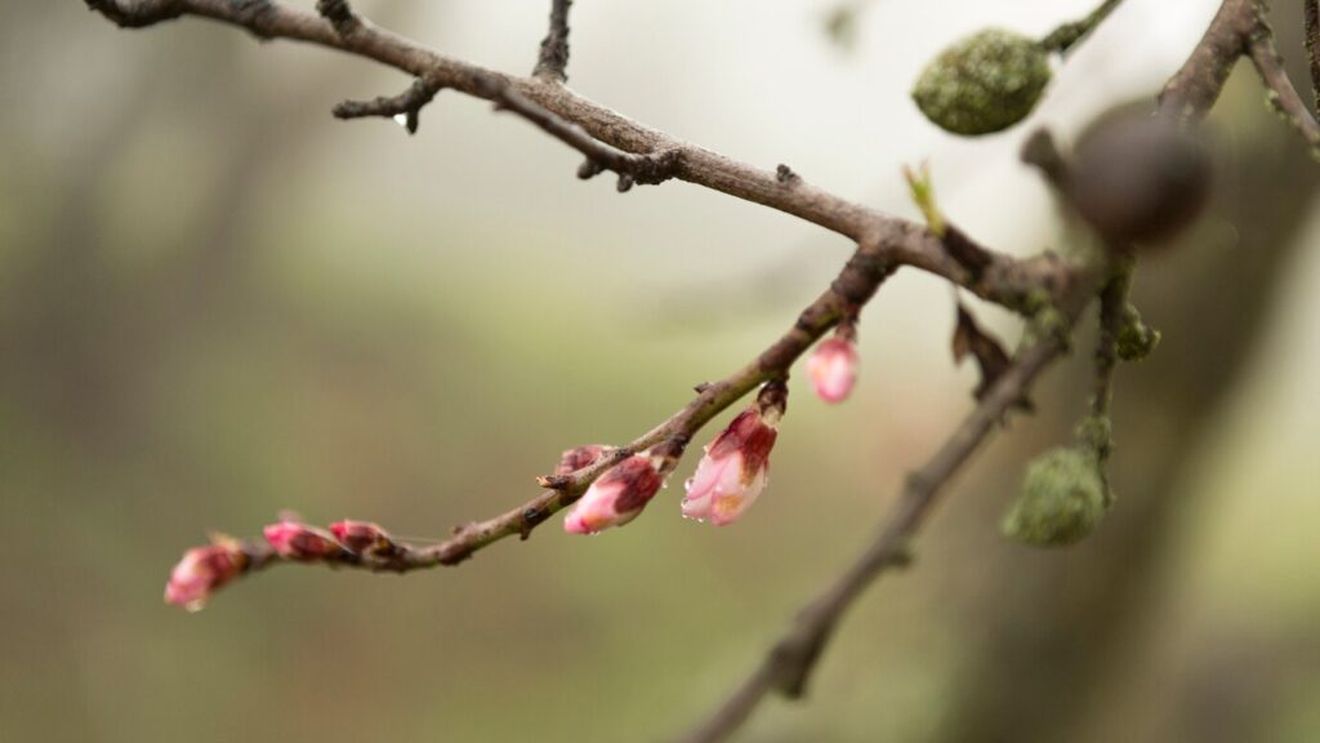 Buzău: Specialiştii Staţiunii Pomicole Istriţa recomandă fumegaţie şi sobiţe pentru încălzirea pomilor în timpul gerului