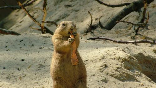 Un caz suspect de ciumă bubonică, raportat în vestul Mongoliei / Pacientul a consumat carne de marmotă, considerată o delicatesă