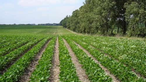 Perdelele forestiere, o opțiune pentru fermierii români. „Am văzut anul trecut în Bulgaria. La noi floarea soarelui era uscată și la ei era verde”