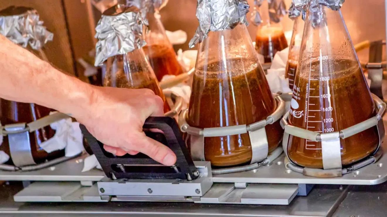 Iubim cu toții ciocolata dar producția de cacao e în criză. 14 startup-uri studiază sau chiar produc deja alternative fără cacao sau din celule cultivate în laborator