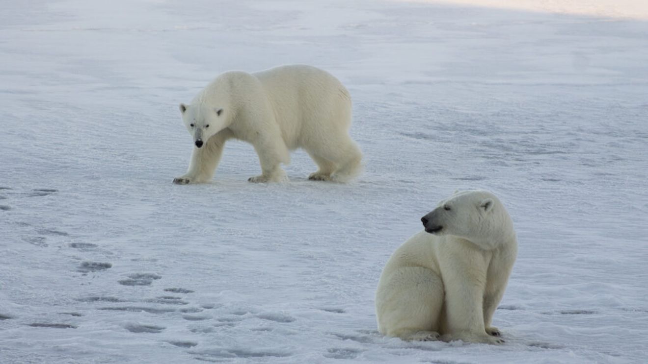 Gripa aviară a fost depistată pentru prima dată la un urs polar în Europa
