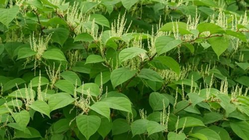 Trei plante invazive care pot crea probleme grave în grădină / Una poate provoca arsuri, iar alta poate afecta fundația casei și necesită eliminare specializată