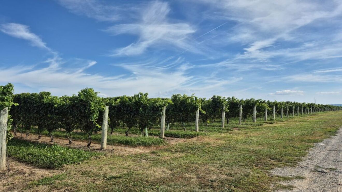 FOTO I Povestea „aurului lichid” din Niagara: Ce este „Icewine”, vinul emblemă al Canadei / Culesul strugurilor înghețați se face manual / Un hectar de vie poate da doar câteva sute de litri de vin