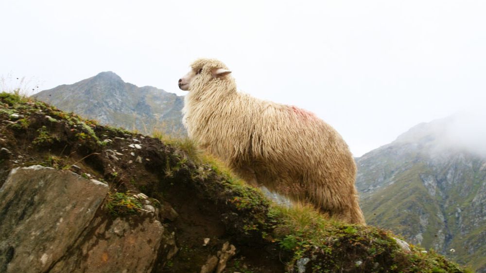 Oile au urcat la Păltiniș, iar cercetătorii pregătesc noi teste pe 8 hectare de pajiști experimentale / Proiectul care ar putea ajuta zootehnia montană