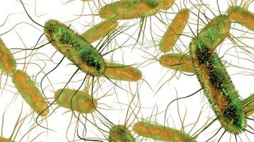 Slovacia și Cehia, țări membre ale Grupului de la Vișegrad, care au declanșat scandalul ”standardului dublu la alimente” sunt campioane europene la alimente infestate cu Salmonella și Campylobacter