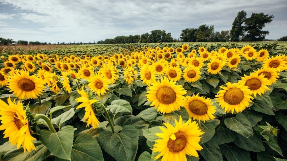 UE, record la producția de floarea soarelui, în 2026/  Producția record a României o devansează pe cea a Franței
