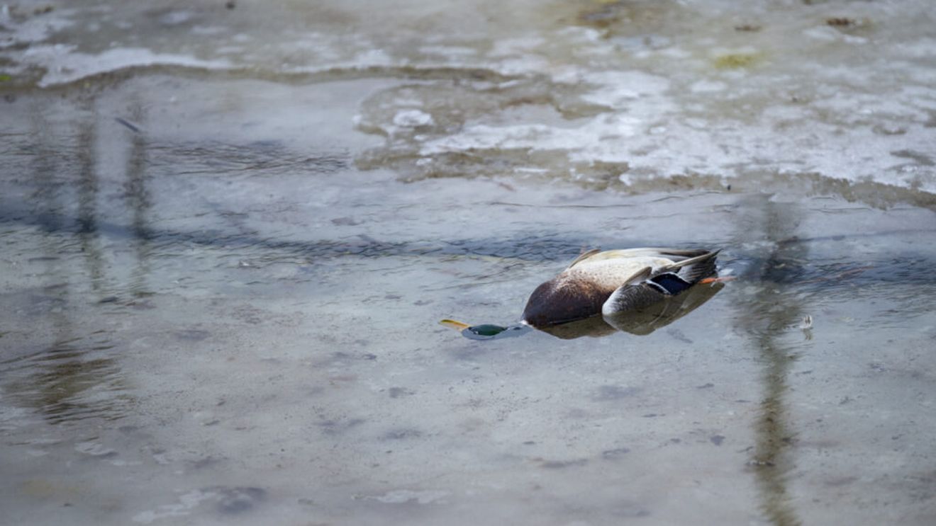 Mai multe rațe sălbatice au fost descoperite moarte, pe un lac din Buzău / Gripa aviară a fost exclusă, se ia în calcul poluarea sau braconajul 