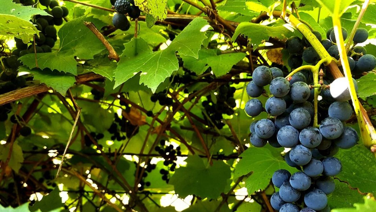 Criza vinului european: Comisia Europeană propune mai multe măsuri pentru a proteja sectorul de scăderea cererii și de amenințarea unor noi tarife impuse de administrația Trump