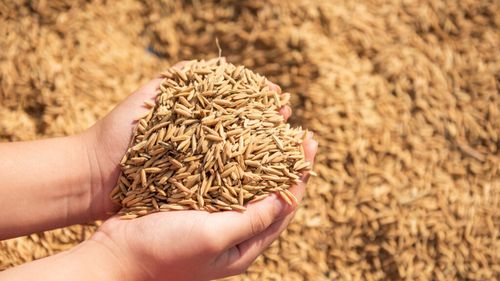 Atacurile Rusiei reduc capacitatea de export a cerealelor Ucrainei / Fermierii avertizează asupra riscurilor pentru piața mondială