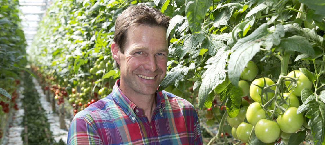 FOTO | Ce sunt roșiile „beefsteak” și de ce sunt considerate tomate „premium” / Fermier din Germania: „Am decis să le producem la solicitarea mai multor magazine alimentare independente”