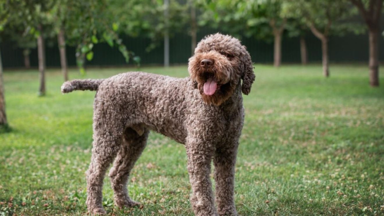 Cum ajunge un câine să simtă trufele în pământ? În Italia, un exemplar dresat începe de la 5000 de euro dar pot ajunge și la 15.000