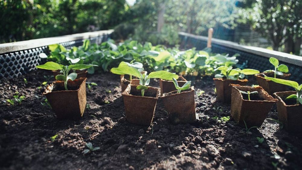 Răsaduri sau semințe? Cum alegi ce ți se potrivește, dacă ai o seră, o grădină sau dacă vrei să plantezi legume în balcon