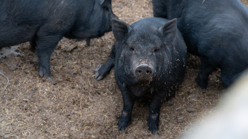 Canicula face ravagii în fermele din insula spaniolă Mallorca / Mortalitatea rasei autohtone de porci negri a crescut dramatic