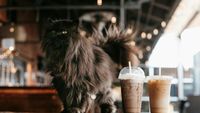 Japonia începe prima inspecție națională a cafenelelor cu animale. Peste 1.700 de animale au fost găsite în doar 25 de localuri