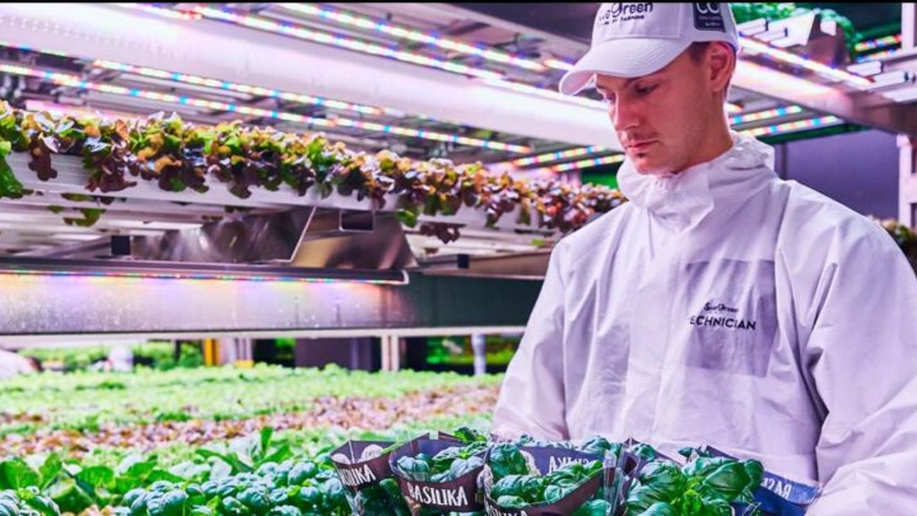 Inovație în alimentație: O companie din Suedia a creat o fermă verticală, în care legumele sunt cultivale în interiorul hipermarketurilor / Cum funcționează și ce rol are inteligența artificială în proces