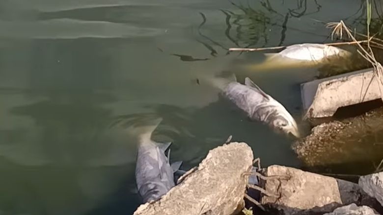 Pești morți în Lacul Corbu: Administratorul acuză compania de apă de poluare din cauza deversărilor / Apele Române a trimis un echipaj în control: ”Intuim o scădere a oxigenului din cauza caniculei”