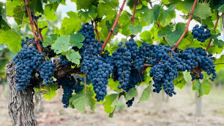 Incendiile din Franța pun în pericol producția de vin. Viticultorii se tem că recolta va avea gust de fum