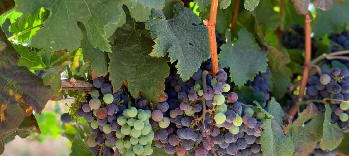 A 11-a ediție a Galei Turismului „Descoperă Nord-Est”, propuneri pentru dezvoltarea turismului în Moldova, cu produse gastronomice locale de calitate și vinuri de excepție