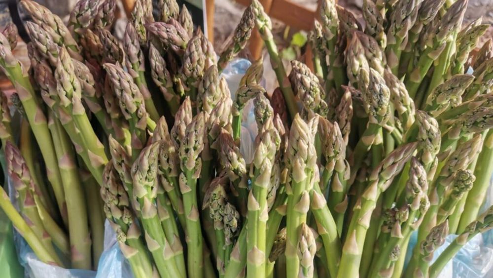 „Nu sparanghelului timpuriu”/ „Nu forțării naturii”/ Protest împotriva fermierilor care udă cu apă caldă legumele pentru a crește mai repede