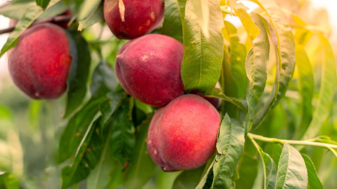 Recoltă record de fructe cu sâmburi în Spania / Serele Plus Berries anunță un debut al recoltei neobișnuit de timpuriu