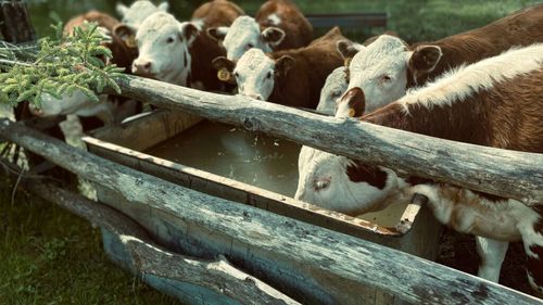 ANSVSA, recomandări pentru fermieri și proprietarii de animale de companie în timpul valului de căldură / Ce măsuri trebuie luate pentru protejarea animalelor