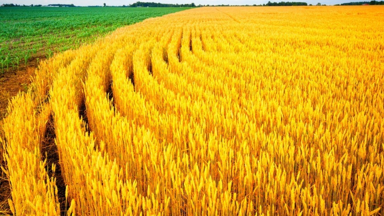 FAO anunță o creștere record a producției mondiale de cereale în 2025 / Este cel mai mare salt din ultimul deceniu, cu o producție estimată de aproape 3 miliarde tone de cereale