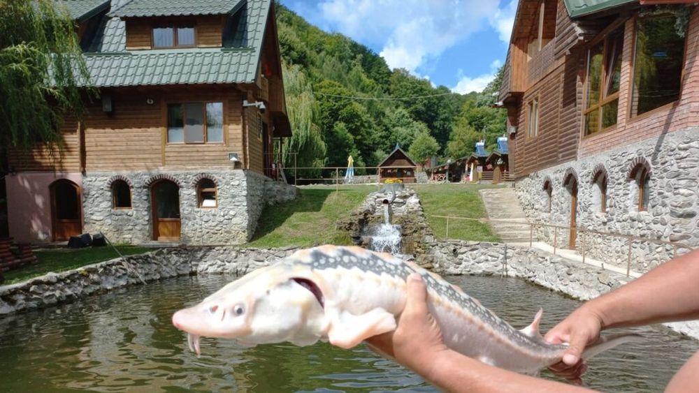 Păstrăvăria Romani: Accent pe calitatea apei de munte și hrănirea păstrăvului în mod natural