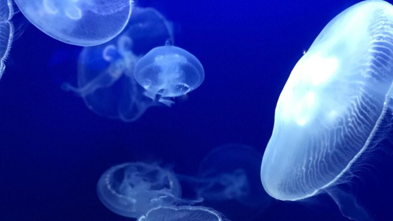 Meduzele: Nu le putem învinge, dar le putem... mânca? Mai pot fi transformate în îngrășământ sau colagen pentru cosmetice