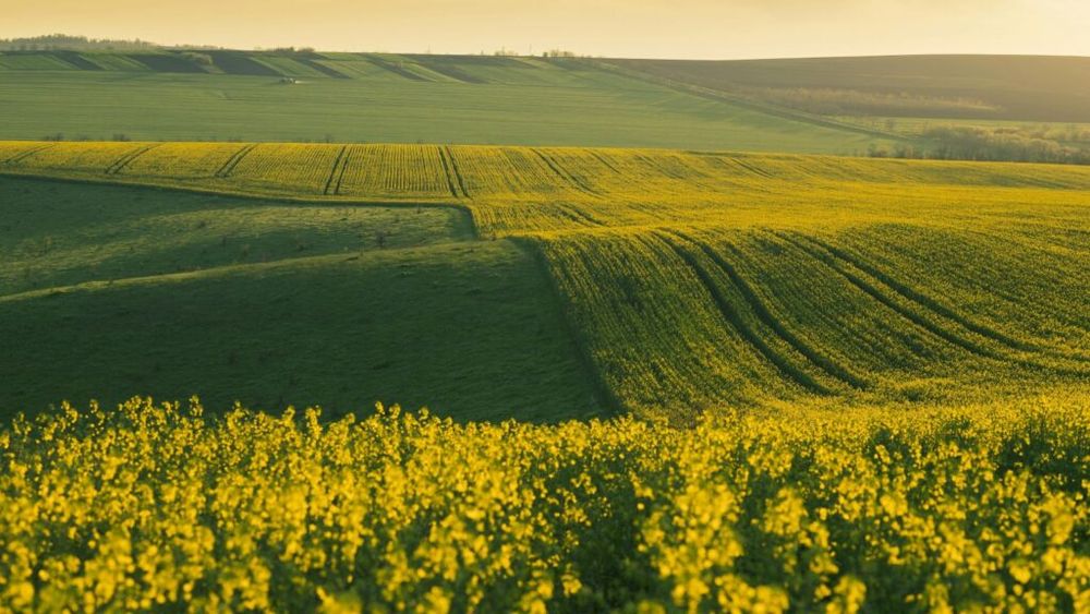 Ministerul Agriculturii și reprezentanții băncilor, ai firmelor de inputuri si ai fermierilor au discutat măsurile de sprijin și au identificat mecanismele financiare și operaționale de susținere a activităților agricole/ Puncte de vedere agreate