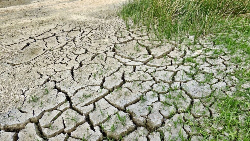 Ministrul Agriculturii anunță că a solicitat Comisiei Europene compensaţii urgente pentru daunele cauzate de secetă