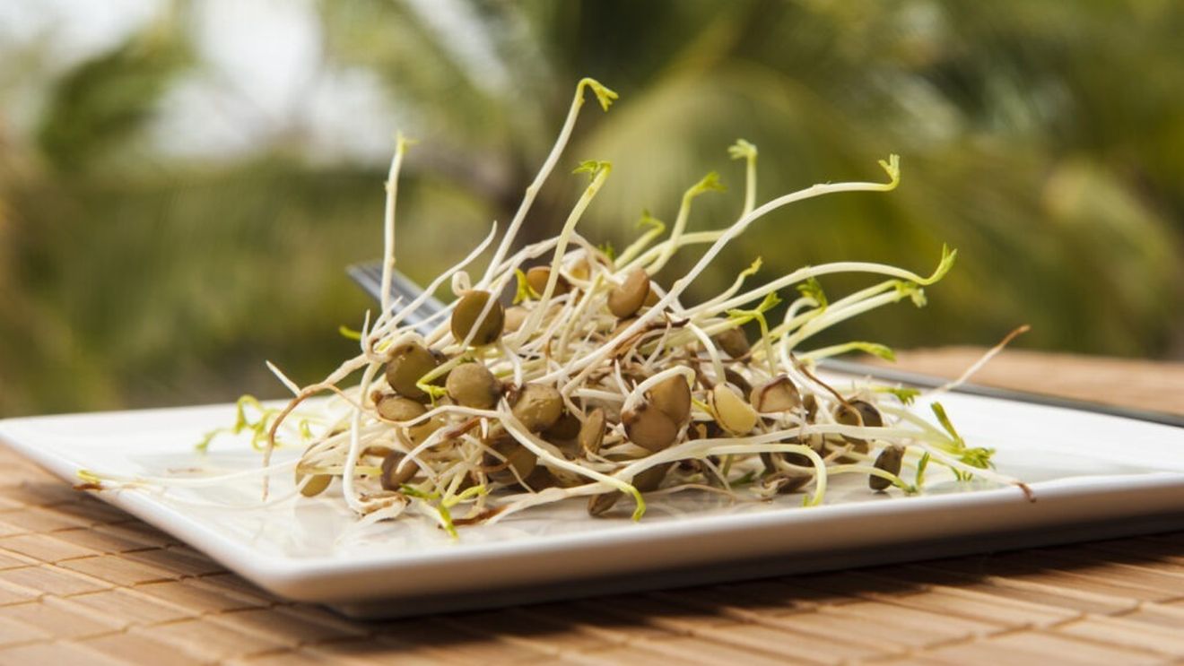 Bihor: Microplantele pe înţelesul copiilor, în workshop-uri de germinare susţinute de Adriana Pantea / Germenii şi lăstarii (microplantele), printre cele mai sănătoase plante din lume