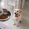 Tot mai mulți proprietari de câini le oferă patrupedelor probiotice zilnic / Ce beneficii reale spun specialiștii că pot aduce