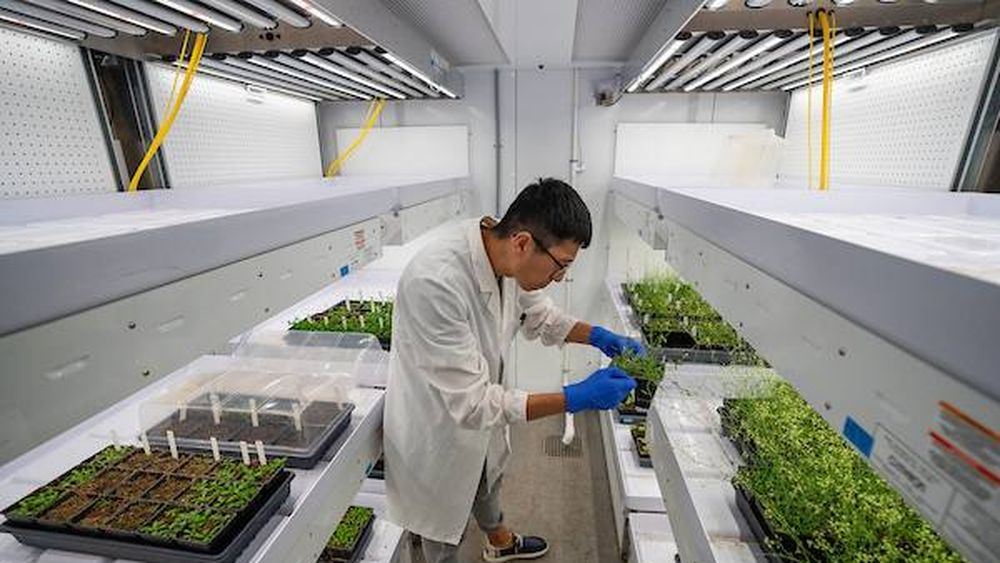 De ce cercetătorii din Texas au trimis semințe de struguri în spațiu / Acestea vor fi expuse radiațiilor cosmice, iar după revenirea pe Pământ, semințele spațiale vor fi replantate!