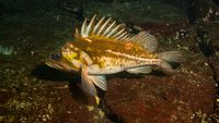 Un pește originar din Oceanul Pacific a ajuns în Marea Neagră. Exemplare de „Korean Rockfish” de peste 2,5 kilograme, capturate pe litoralul românesc