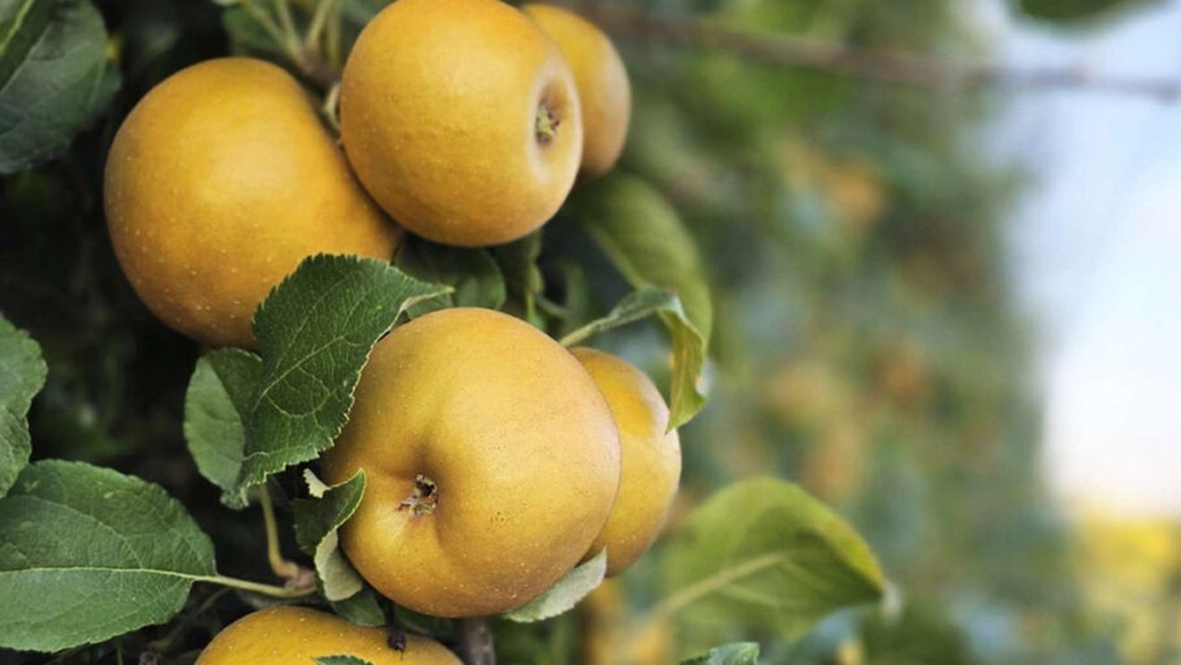 Un nou soi de mere urmează să fie lansat de o echipă de cercetători italieni la târgul de la Berlin /„Dora” are coaja galben intens, gustul este dulce-acrișor, iar miezul este crocant