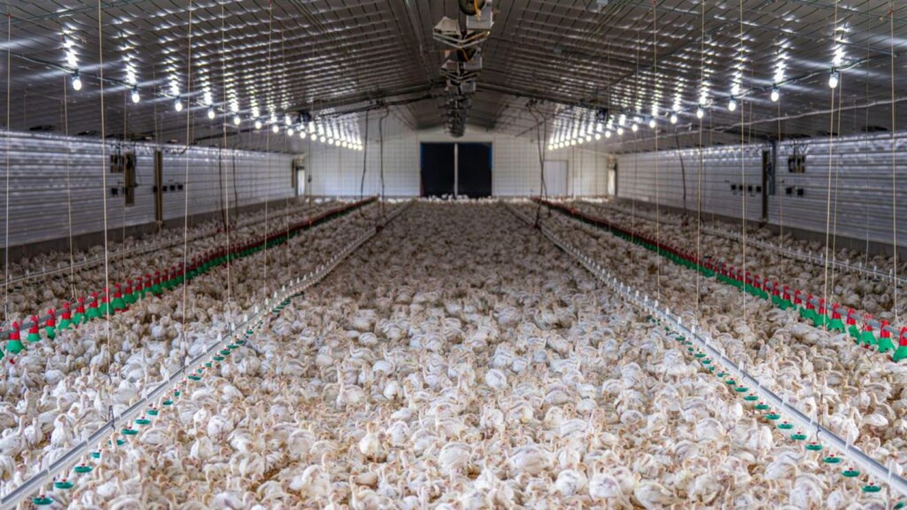 Noul conflict modern, dintre marile ferme zootehnice industriale, susținute de cererea tot mai mare de carne, și micile comunități locale. O comunitate din Marea Britanie se plânge că a ajuns „să simtă mirosul de amoniac în farfurie”