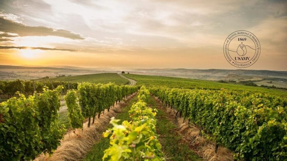 Apoldia Maior, laboratorul viticulturii transilvănene / Cum vrea USAMV Cluj să transforme stațiunea într-un reper pentru vinul românesc