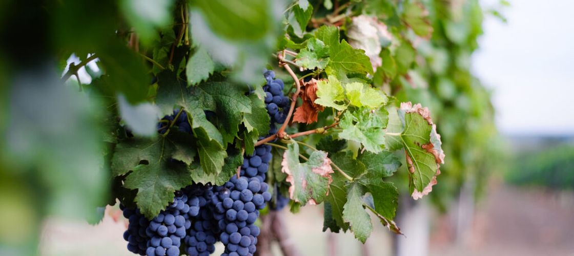 Regiunea viticolă Tokaj din Ungaria își extinde prezența pe piețele internaționale într-o perioadă în care comerțul mondial cu vin este în scădere / Turismul viticol, parte din strategia regiunii