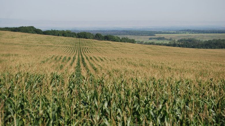 Cum a fost recolta de porumb și floarea-soarelui în Maramureș. Ce spun fermierii despre producția din acest an