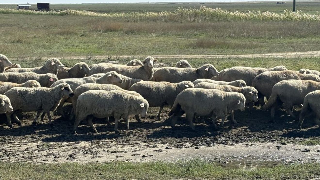 Interdicția livrării de ovine vii din România pe piața comunitară, prelungită până la 30 septembrie / Situația epidemiologică în legătură cu pesta micilor rumegătoare la nivel național rămâne incertă