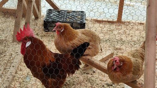 VIDEO Găinile cu picioare albastre (Pota Blava), specifice zonei din sudul Barcelonei, sunt printre puținele rase de păsări de curte care au supraviețuit fără a suferi încrucișări cu alte linii hibride, păstrându-și caracteristicile originare