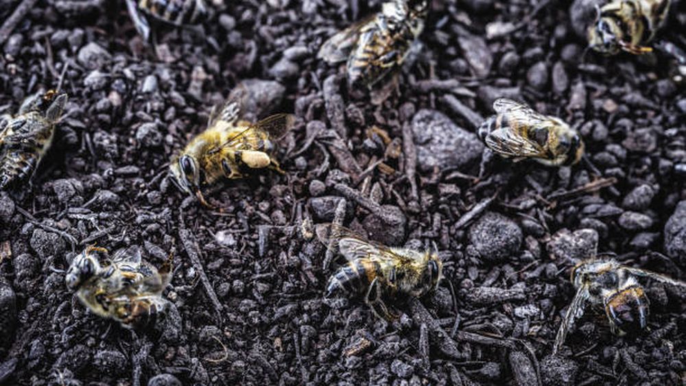 ÎCCJ nu e de acord cu interzicerea neonicotinoidelor. Hotărârea definitivă în favoarea apicultorilor a fost casată. Constantin Dobrescu, vicepreședinte Romapis, pentru G4Food: „Este vorba doar de un mod de a tergiversa aplicarea unei hotărâri judecătorești”