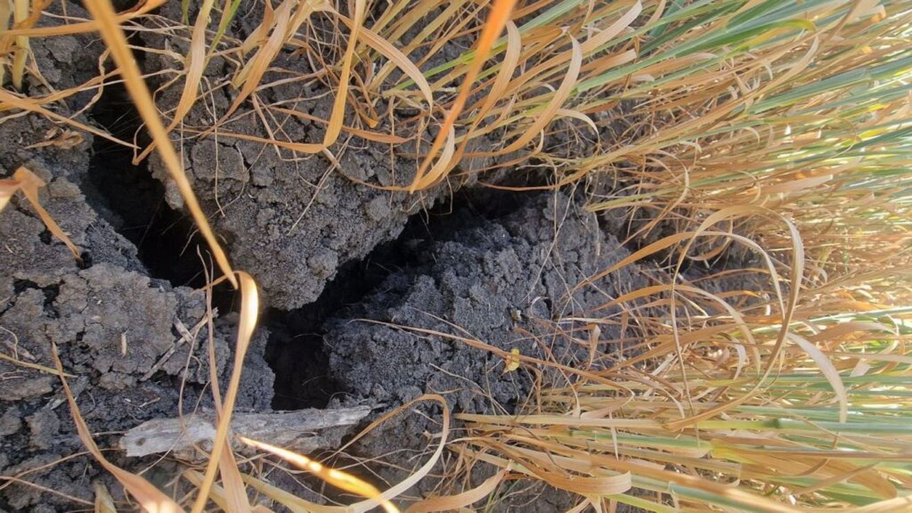 „Seceta este un mort, în mijlocul nostru, despre care nimeni nu vrea să vorbească / Primăriile refuză să primească cererile de despăgubire de la fermierii care au culturi agricole calamitate” - Răzvan Avram, fermier, Vrancea