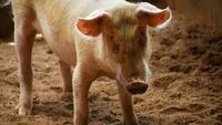 APIA va publica în această săptămână Ghidul solicitantului pentru ajutoarele destinate crescătorilor de porci și bovine / Cererile pot fi depuse din 1 septembrie