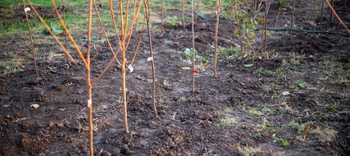 7 pomi fructiferi pe care îi poți planta în această toamnă. Cum alegi soiul potrivit și ce trebuie să faci înainte de iarnă