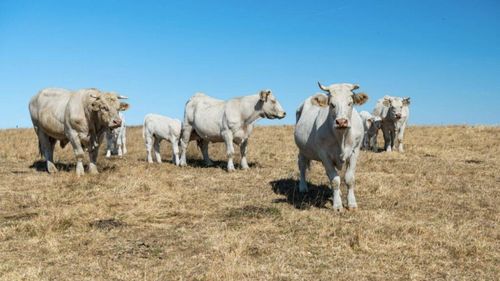 Reguli suplimentare de îngrijire a animalelor pe timp de caniculă/ Animalele de tracțiune sau de povară nu pot fi puse la muncă între orele 12 și 18